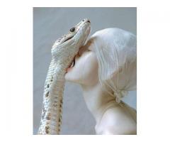 Mamlambo Spiritual Snake Money - Simple Money Spells in South Africa +27788804343