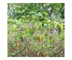 +27736310260 Ibogaine tablets for sale
