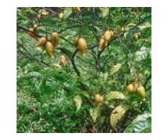 Ibogaine in South Africa ,Cape Town,Durban,Johannesburg,+27736310260
