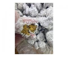 Buy Fentanyi 99.9% pure BDO,GBL/GHB in Canada Ontario ::WhatsApp :+1(802)-552-6185